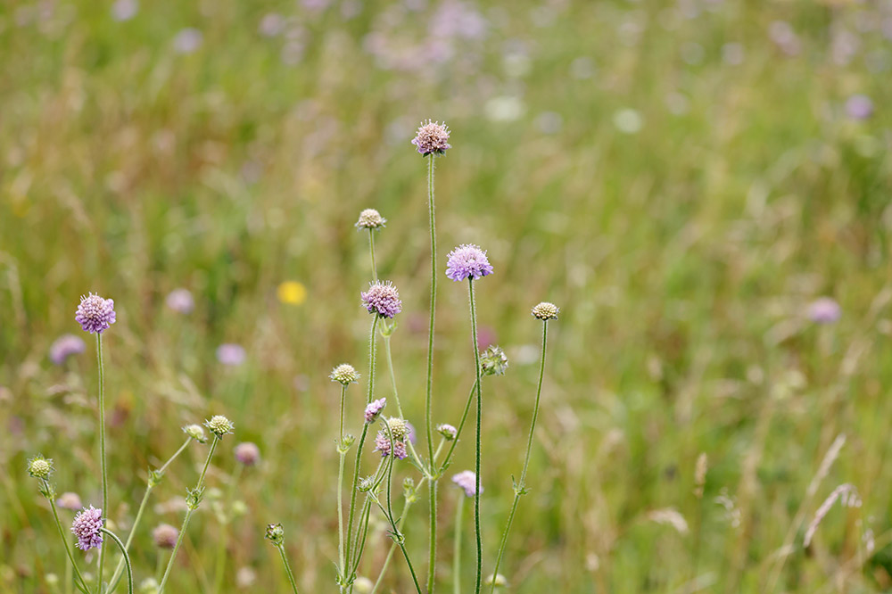 Field scabious